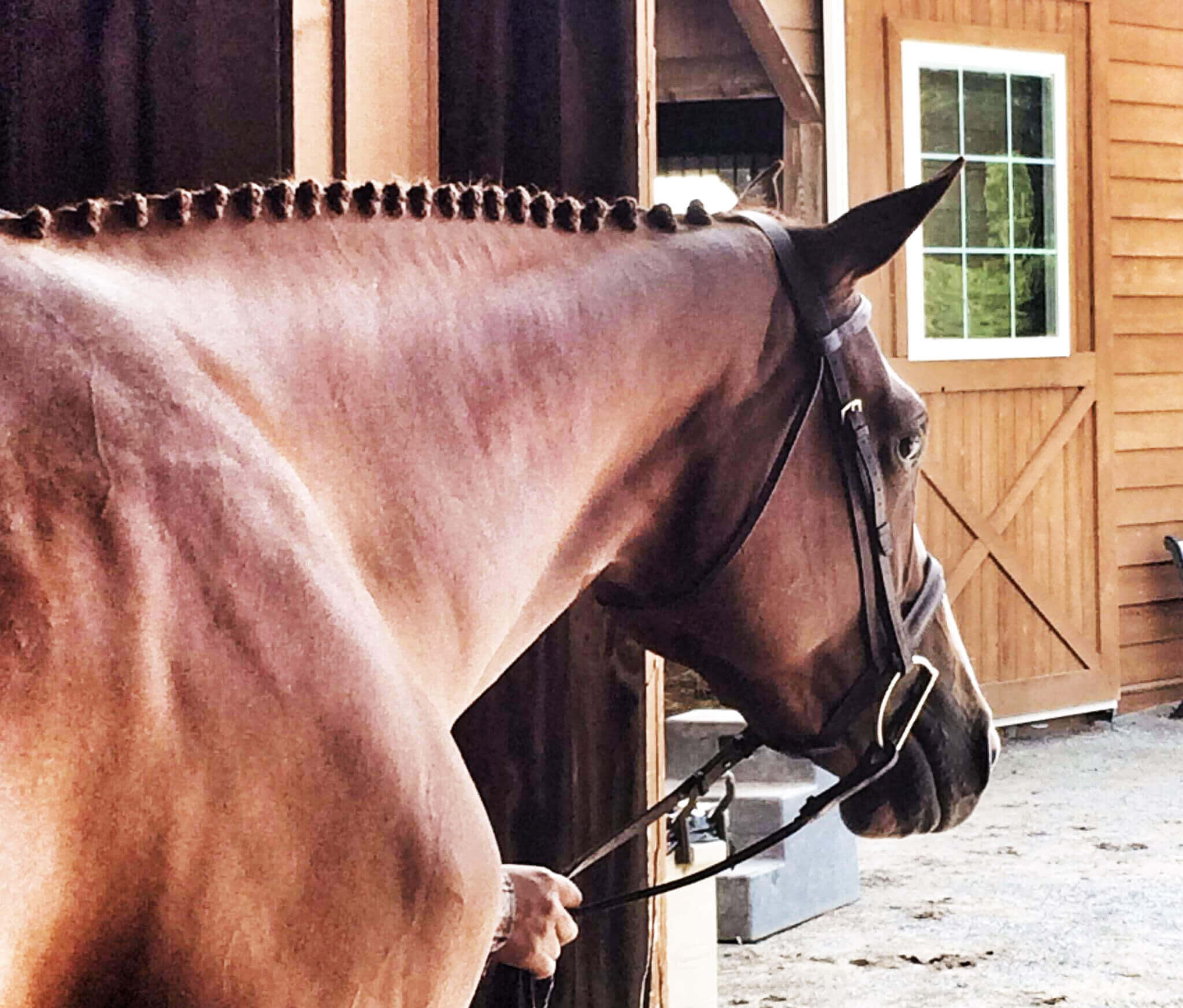 How Much does it Cost to Own a Horse Equine Simplified