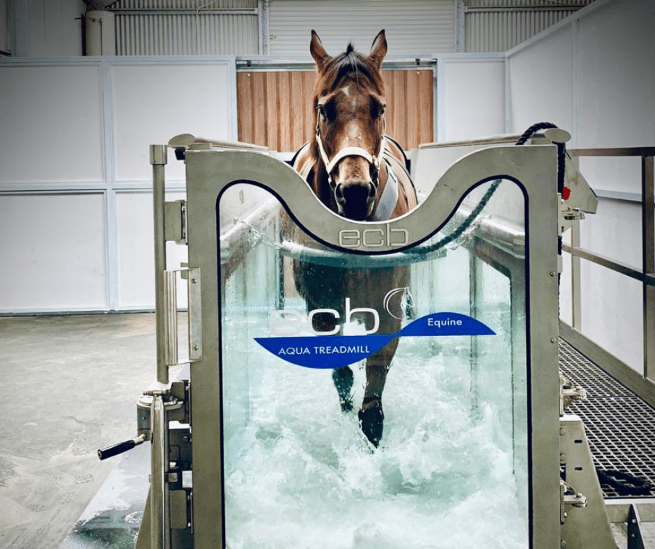 Study finds ECB water treadmills effective for increasing the epaxial