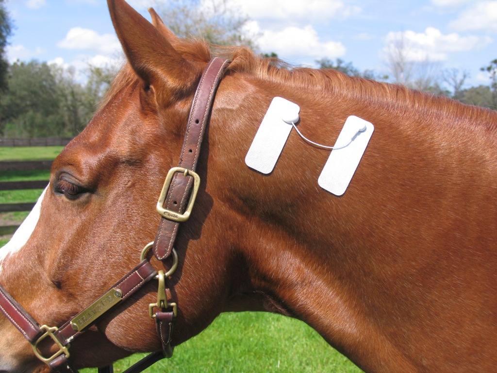 Equine Sports Massage » Microlief Certification Training