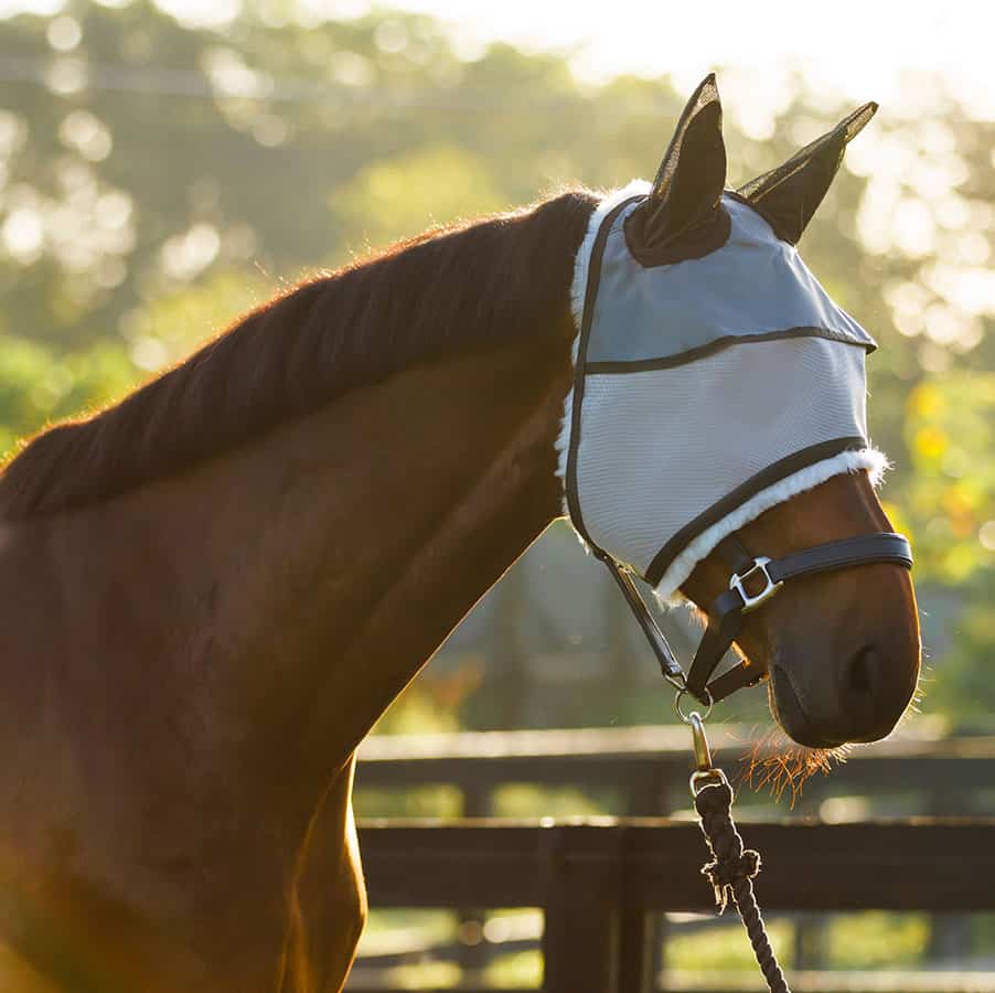 More Info Equine Sun Visor