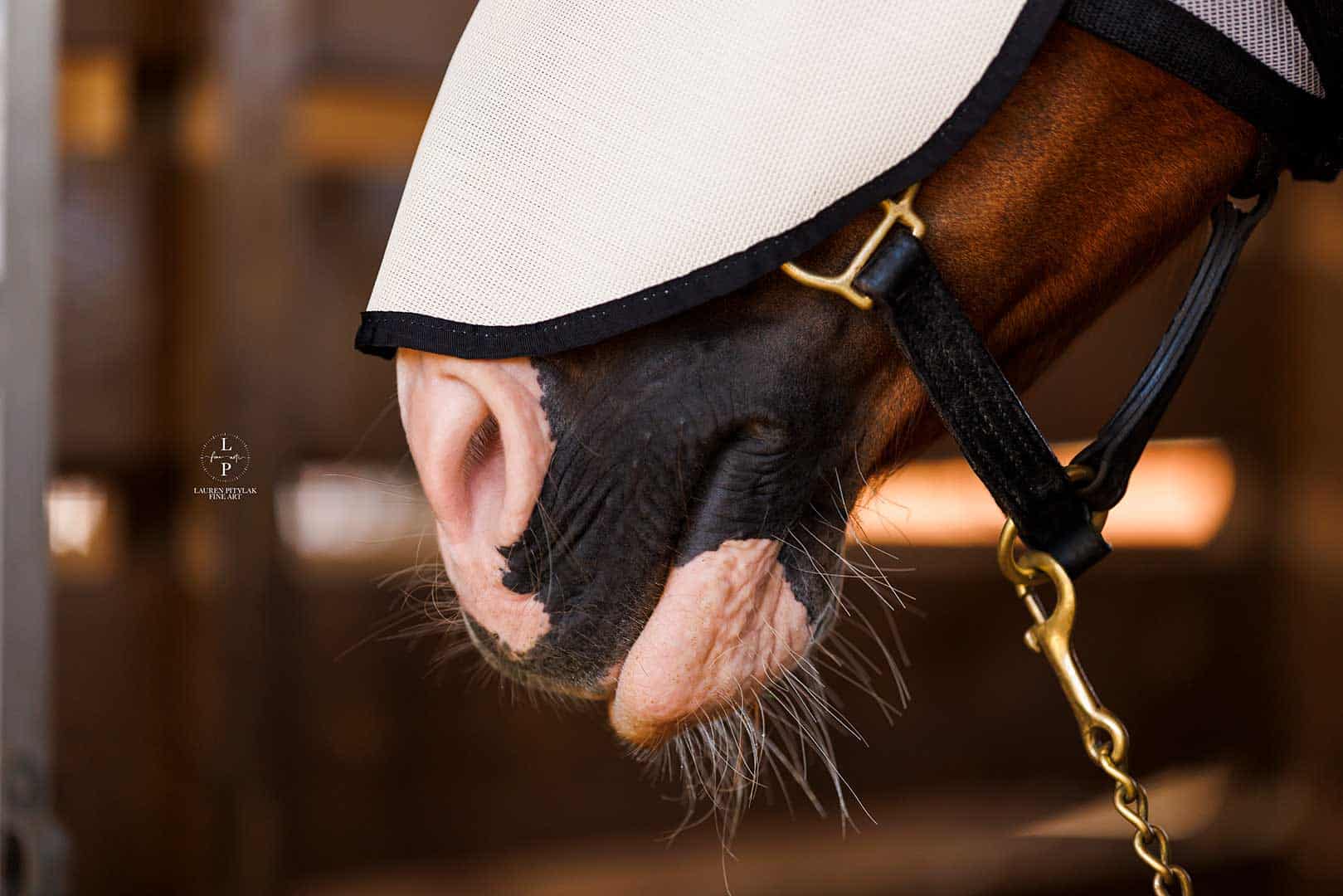 ESV Plus Equine Sun Visor