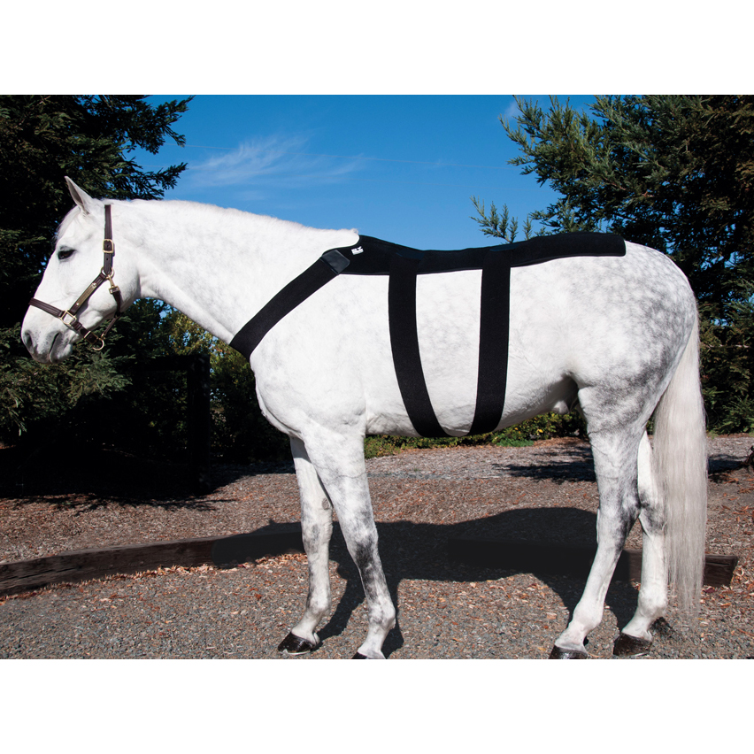 IceHorse Equine Therapy International