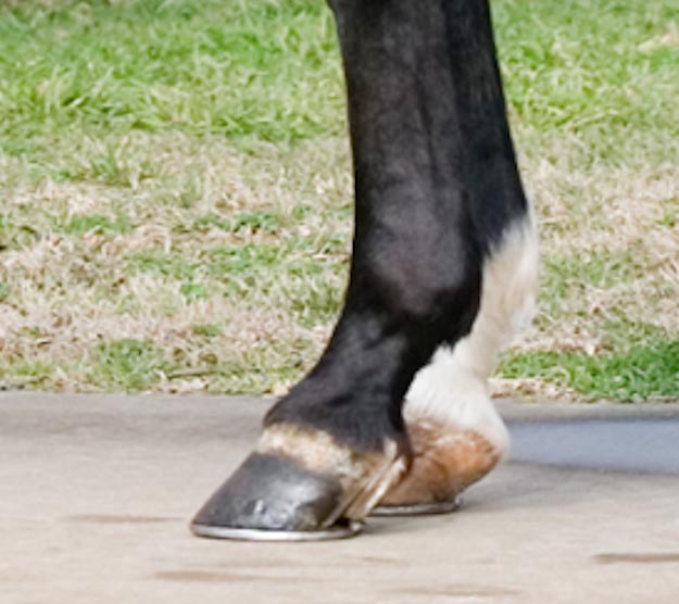 Equine Veterinary Services Health Hoof Care