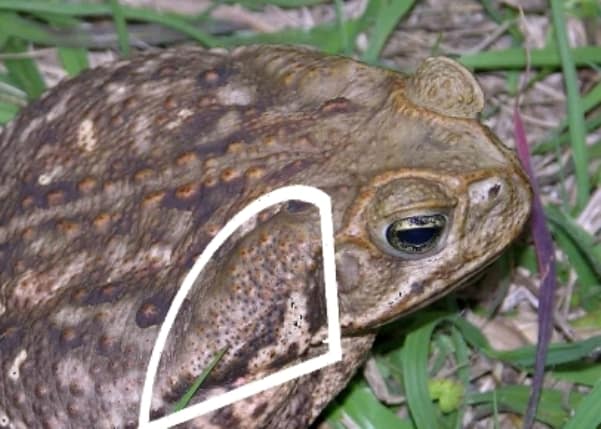 Was Your Dog Poisoned By A Bufo Toad? Tips For Prevention