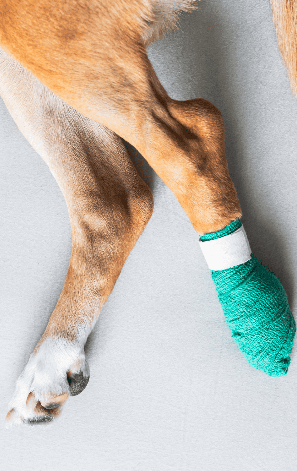 Who Needs Pet Home Health Care? Equipaws Pet Services