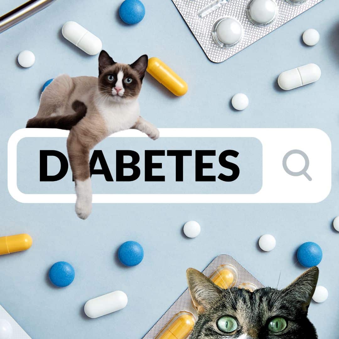 Understanding Feline Diabetes Causes, Symptoms, and Treatment