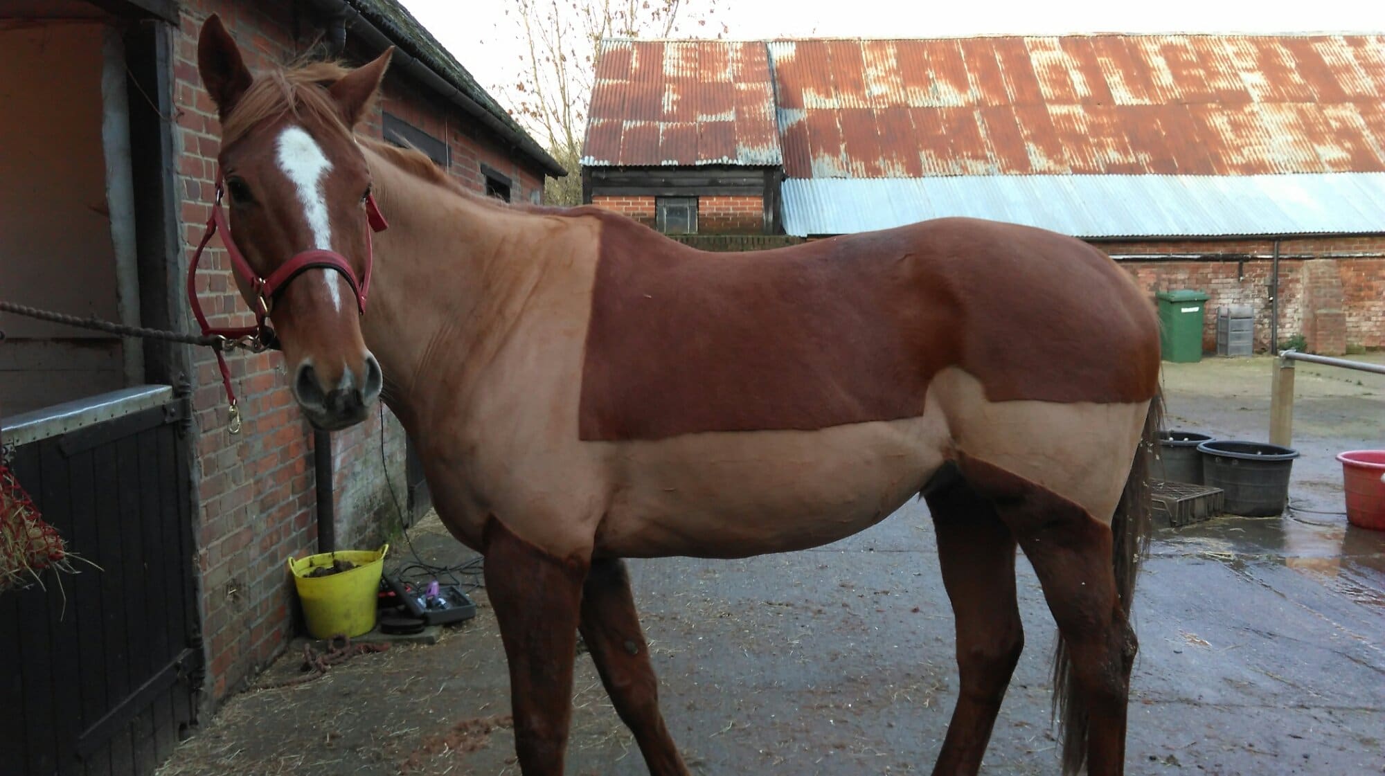 Finally Clipped! EquiPepper