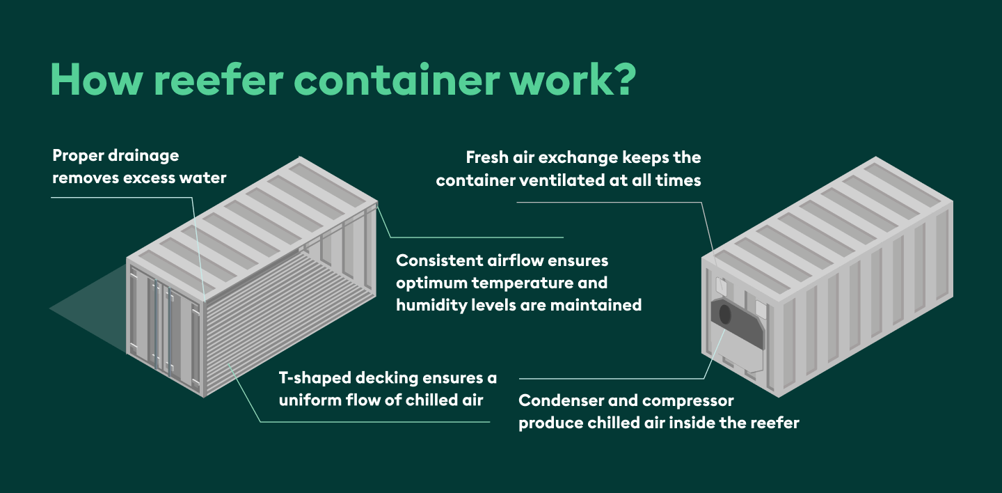 What is a reefer container? Facts and dimensions Intermodal Equipment