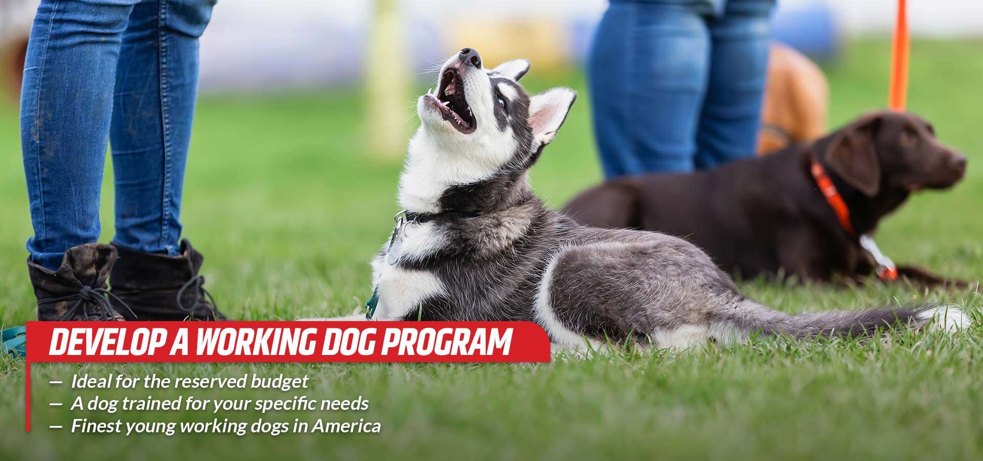 Premier Dog Trainer in New York and Iowa Equip K9