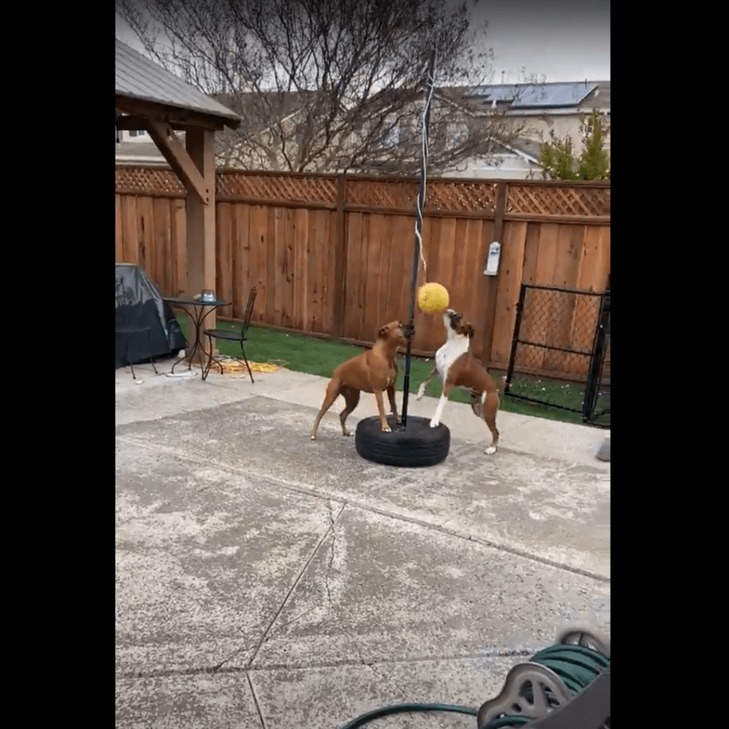 Best in Show Meet the Dogs of Sonsray Sonsray Rentals