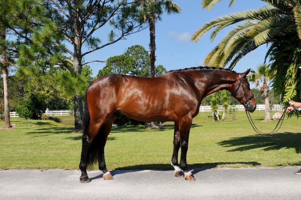 Cougar2012 Equisale Sport Horses