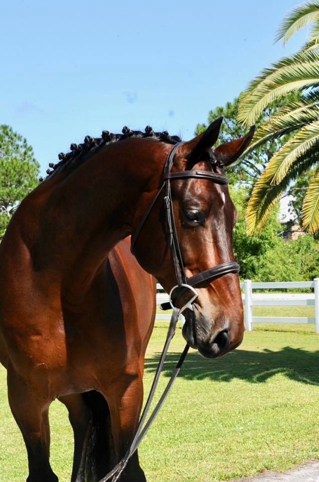 Cougar2012 Equisale Sport Horses