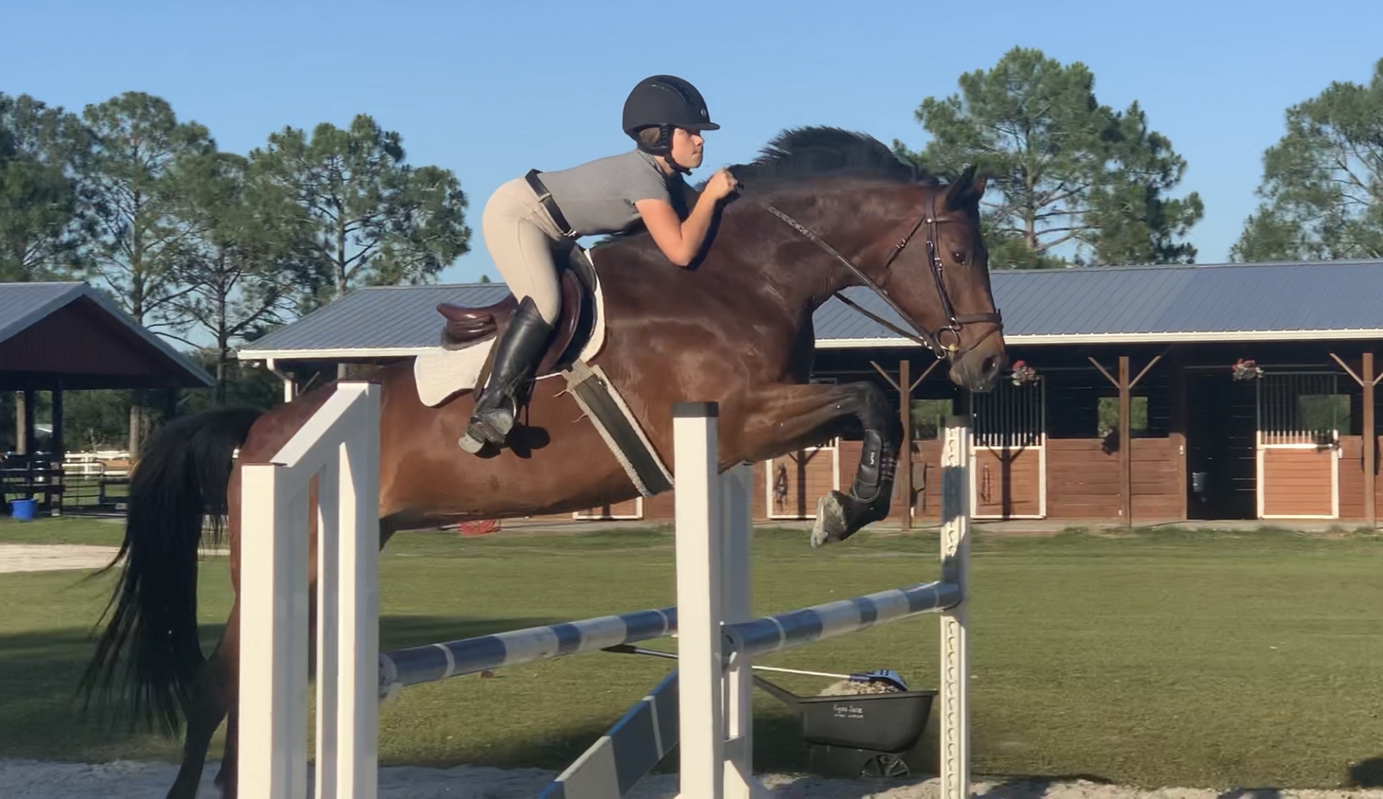 Pavene2010 Equisale Sport Horses