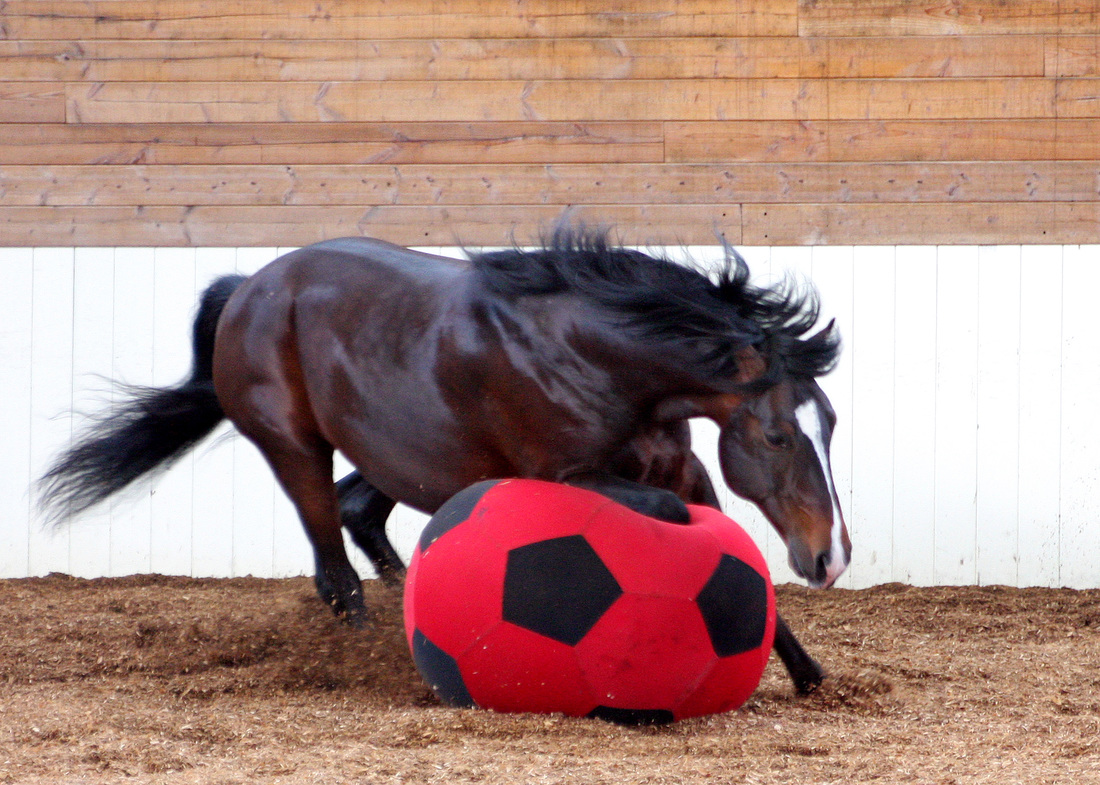 EquiSpirit Horse Balls and Dog Balls are JollyFun Play Balls!