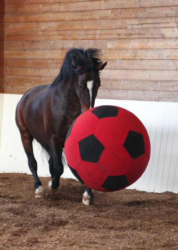 EquiSpirit Horse Balls and Dog Balls are JollyFun Play Balls!