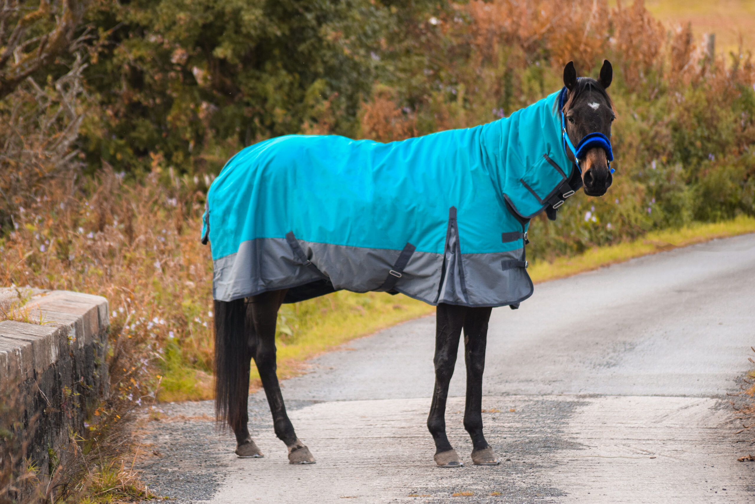 600D Outdoor Winter Turnout Horse Rugs 250G Fill Combo Neck Aqua/Grey 5