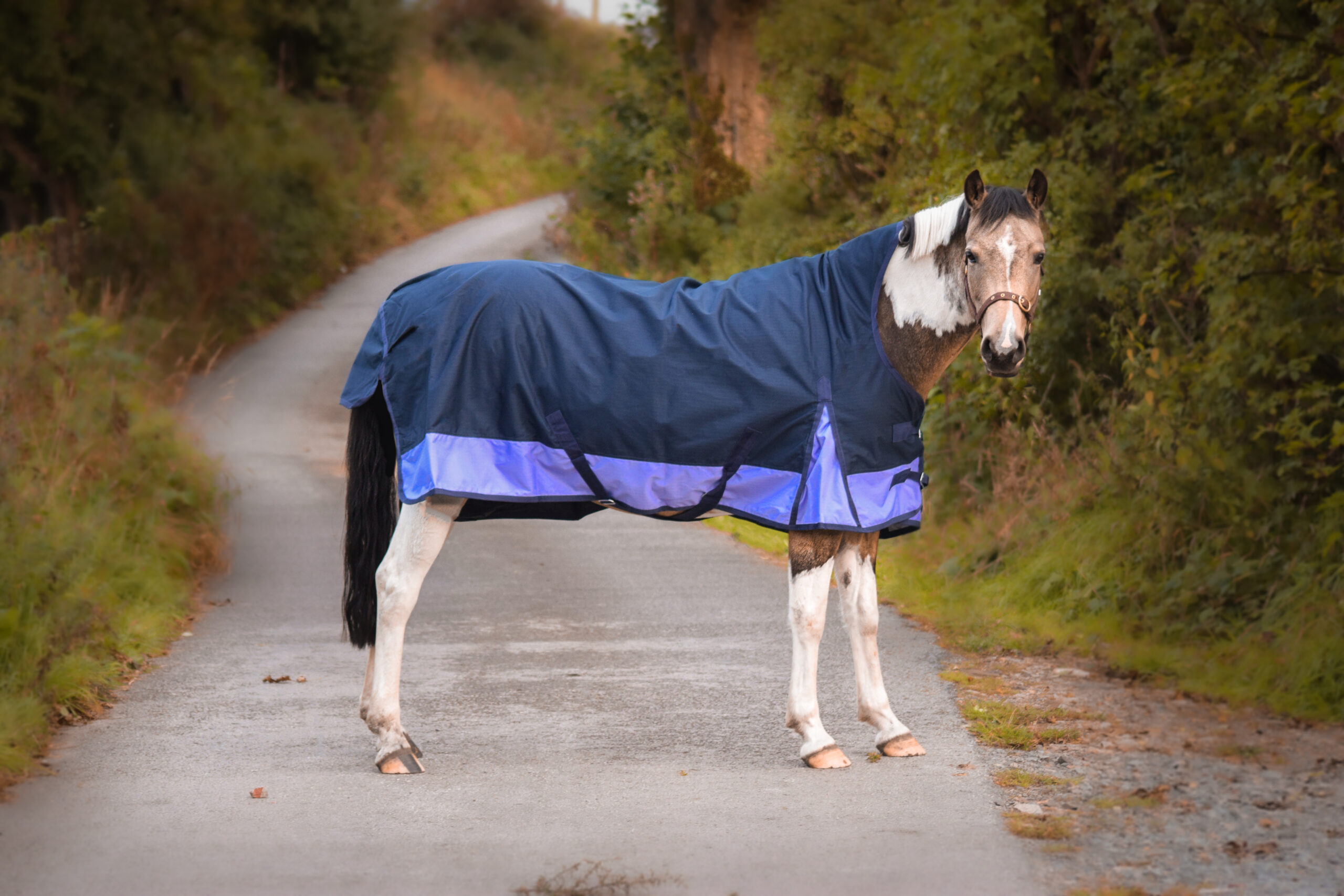 600 Denier Outdoor Winter Turnout Horse Rug 100g HALF Neck Navy/Lilac 5