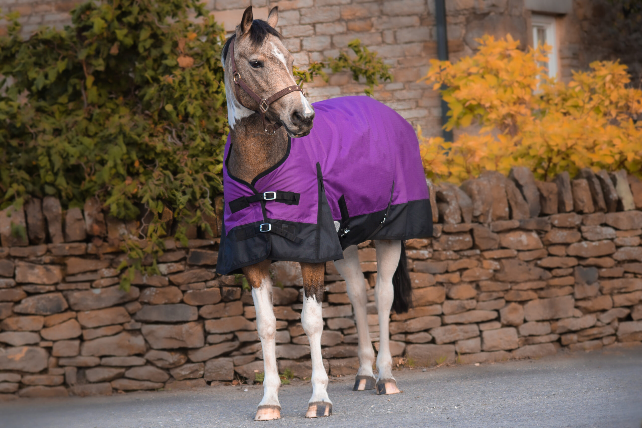 Outdoor Mediumweigt Turnout Horse Rugs 100g HALF Neck Tefln Purple
