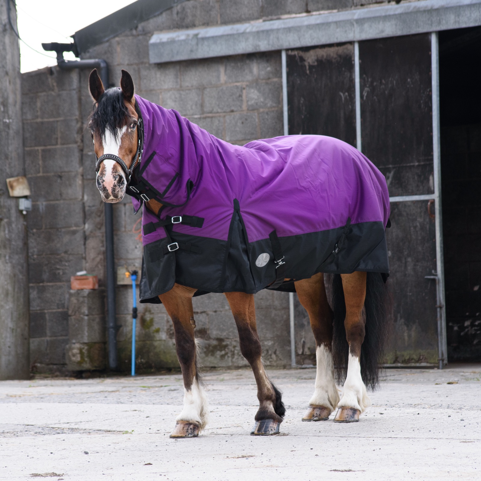 600D Outdoor Winter Turnout Horse Rugs 350G Fill Combo Neck Purple