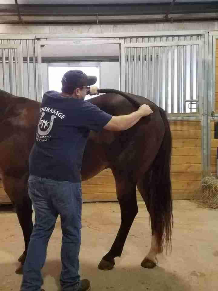 Equine Massage at the Minnesota Horse Expo Equus Athletics
