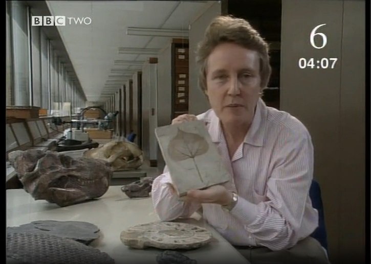 How does the fossil record prove evolution Short Circuit