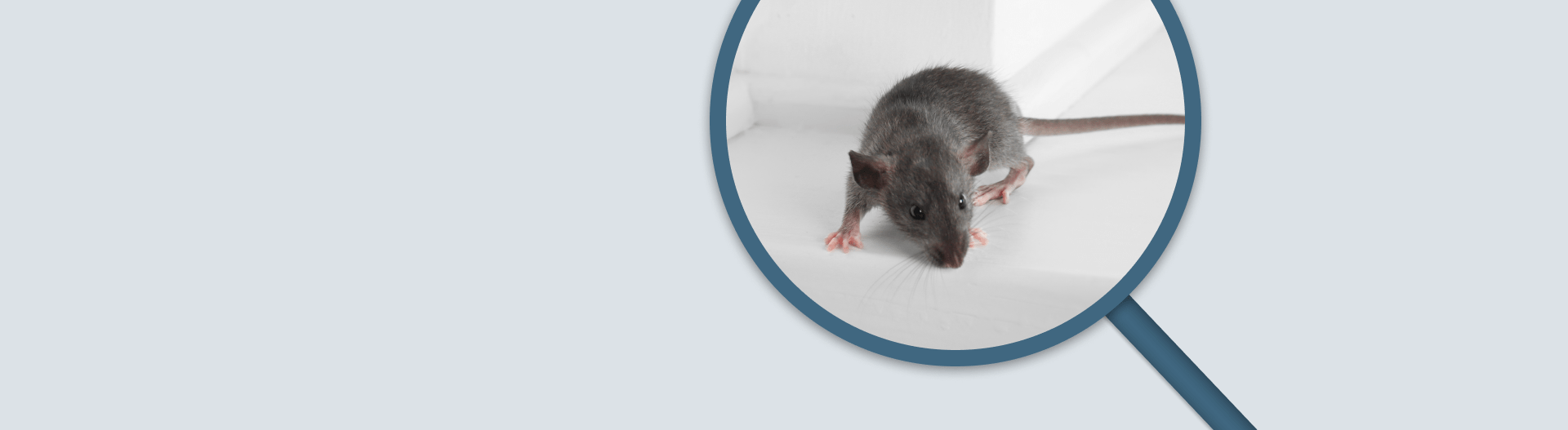 Rats Under Floorboards Solutions and Prevention ERADIX Pest Control