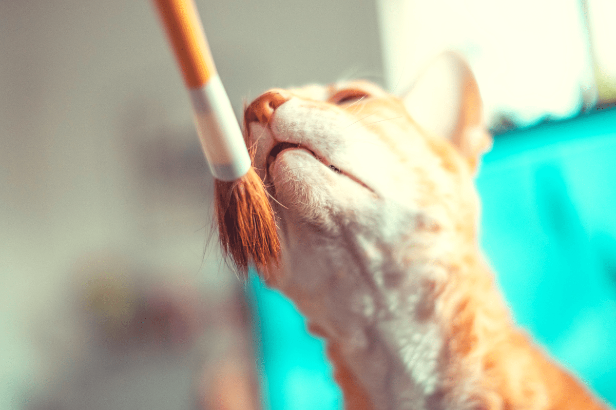 Best Cat Hair Brush I EraPets