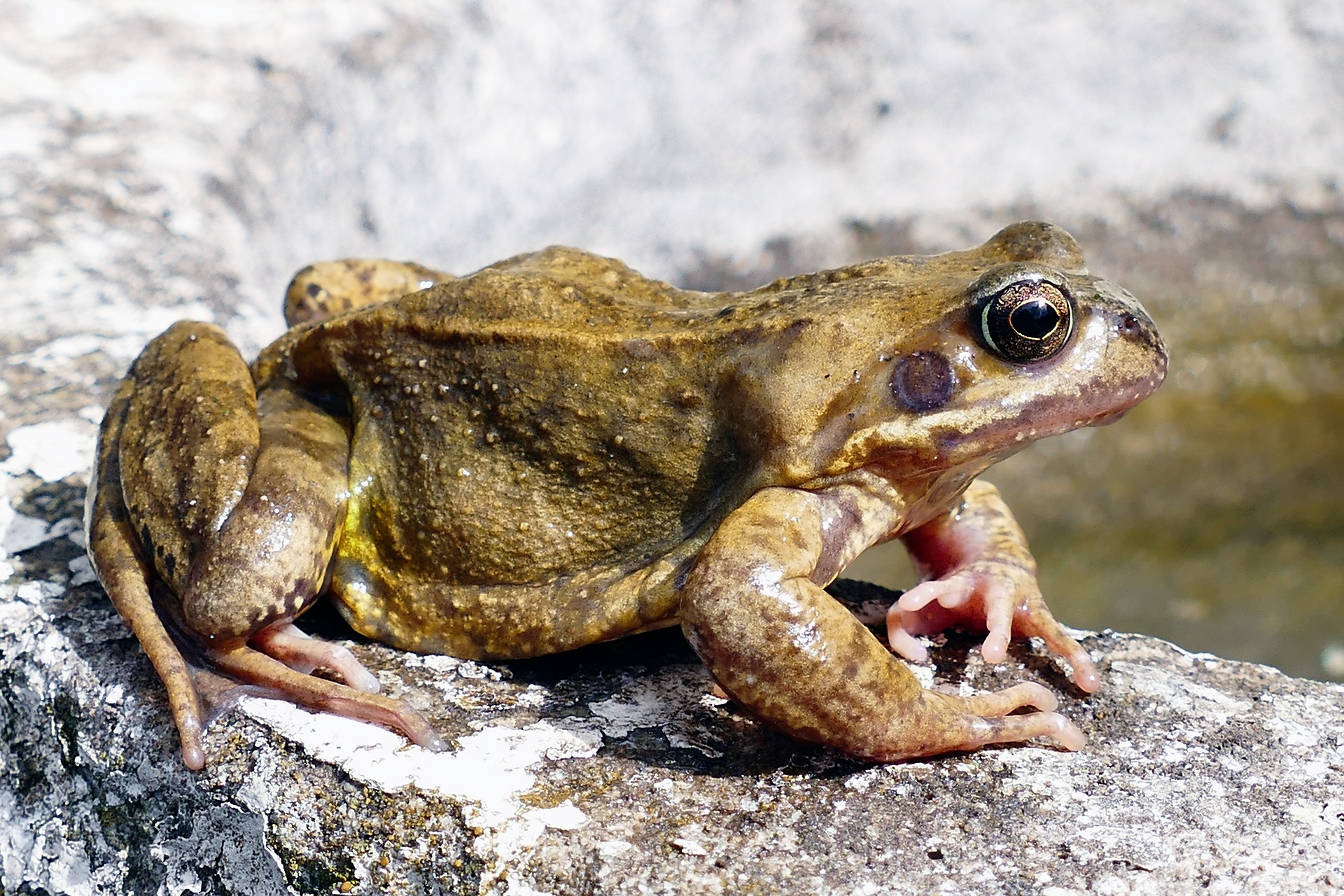Amphibians of Europe, North Africa and the Middle East 1st.