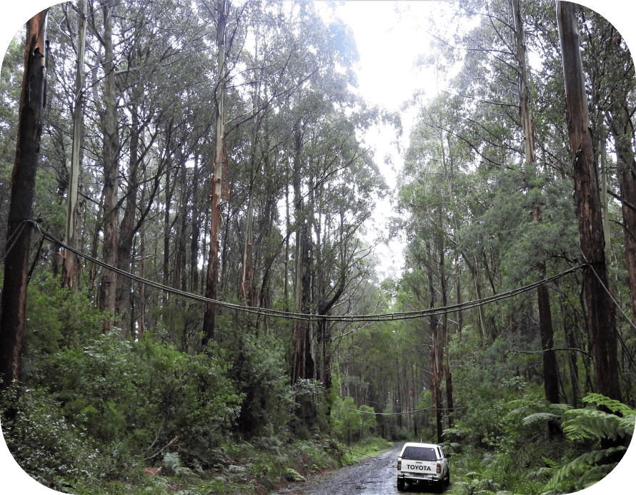 Canopy Rope Bridge Community Project