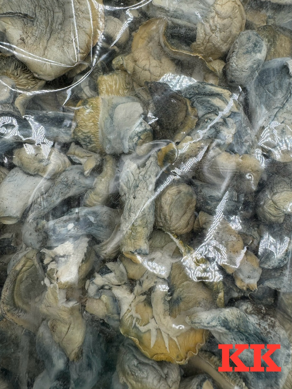 Exotic Mushroom Digital Art ERB HUB