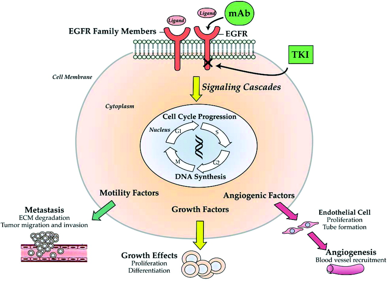 Epidermal Growth Factor Receptor Inhibitors (PDF) The Evolving Role