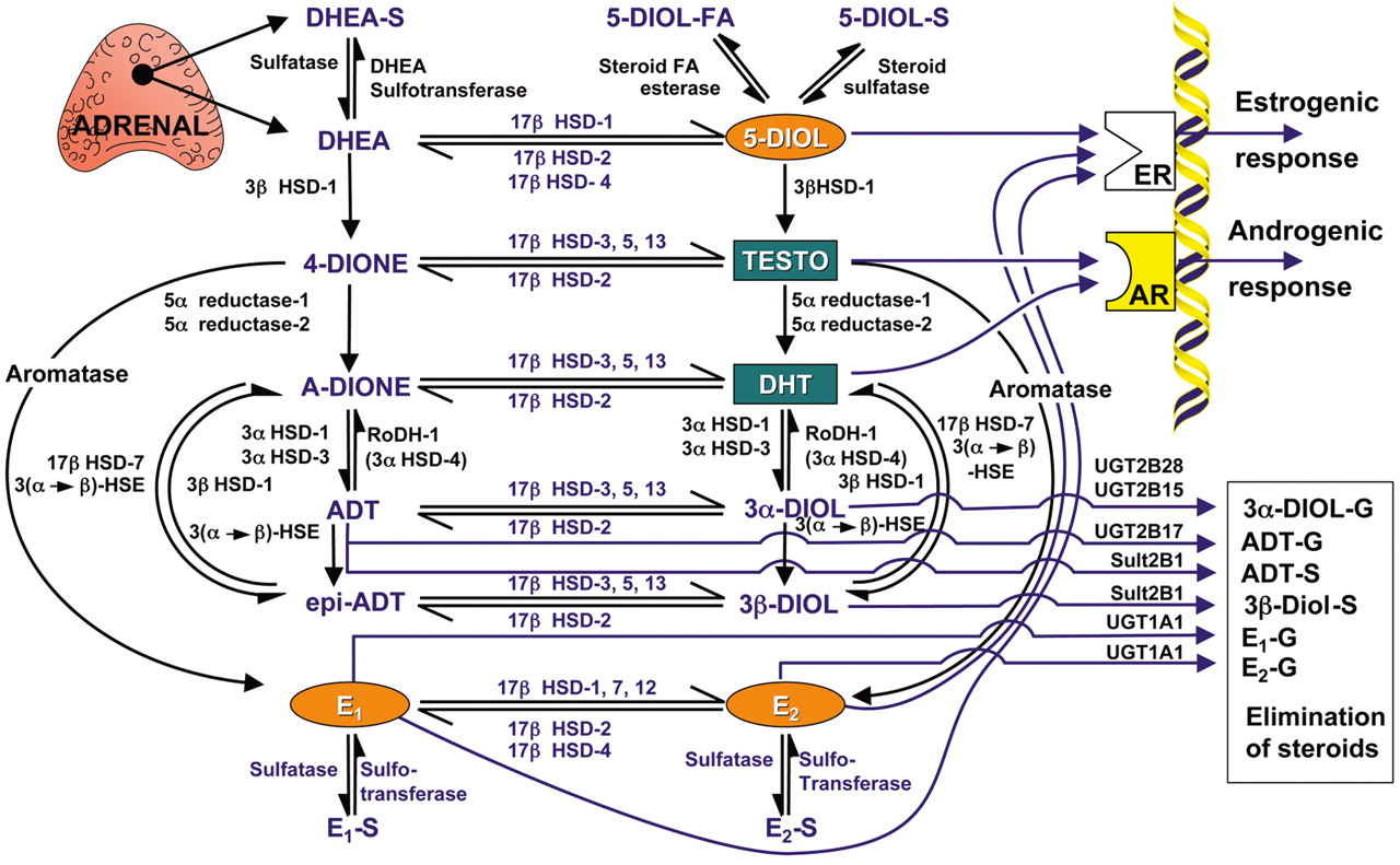 Future perspectives of selective estrogen receptor modulators used