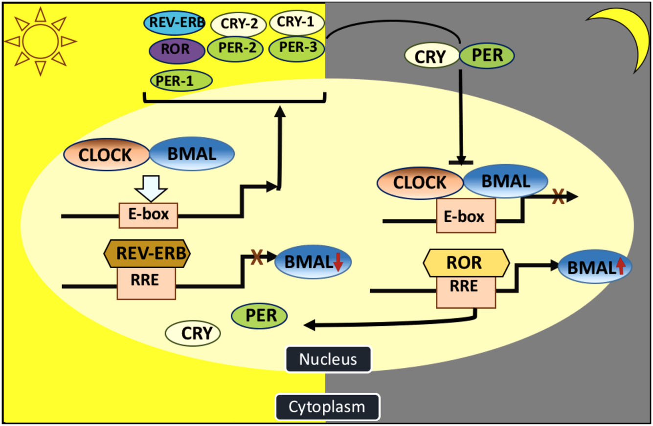 Clock genes and cancer development in particular in endocrine tissues in EndocrineRelated