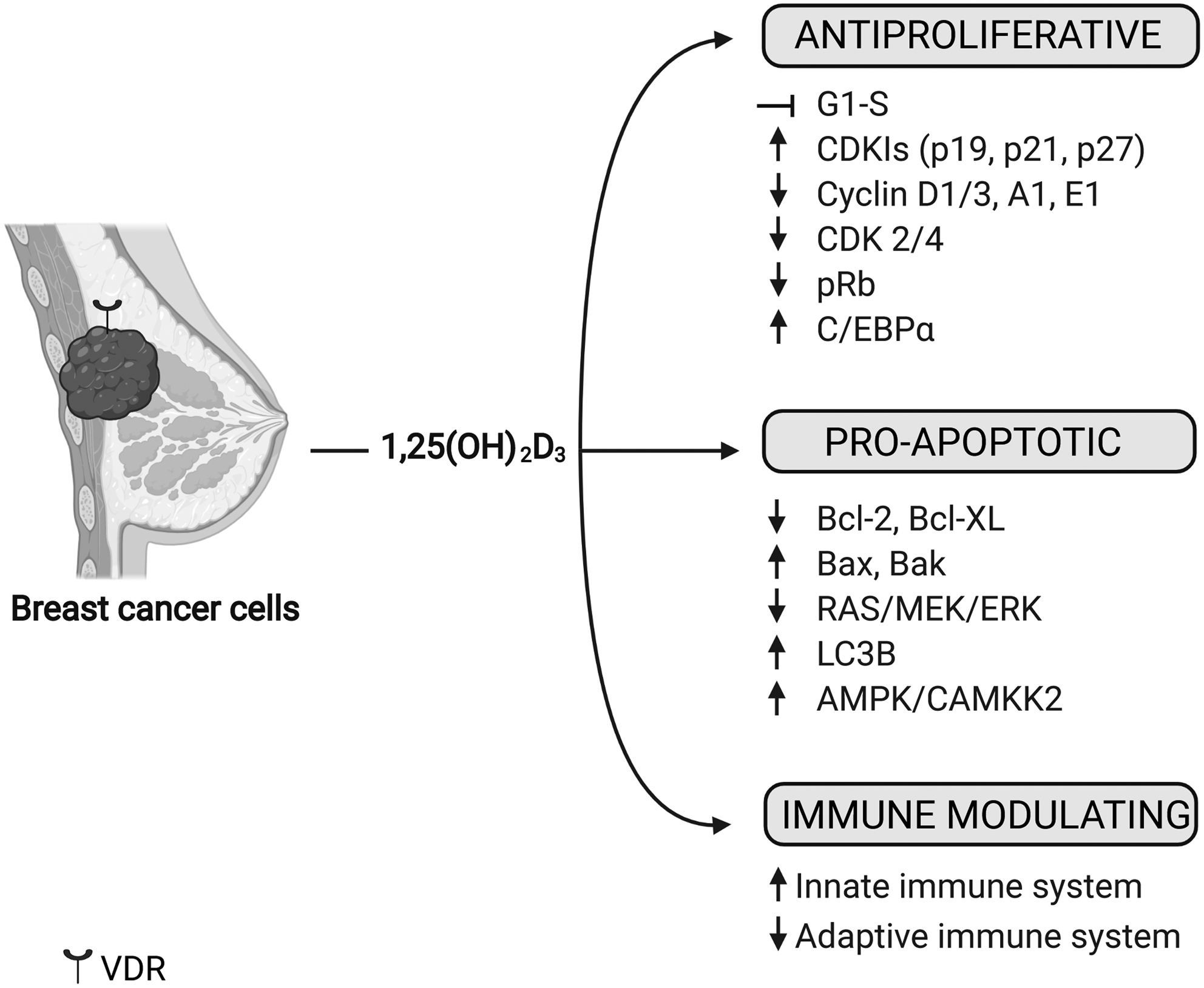 The role of vitamin D in breast cancer risk and progression in EndocrineRelated Cancer Volume