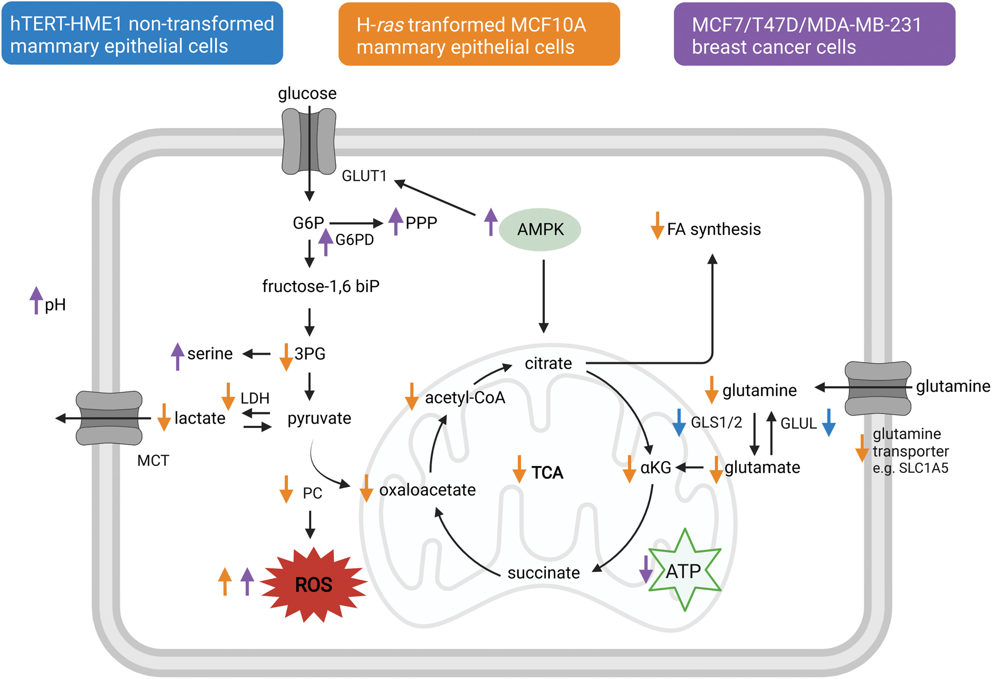 The role of vitamin D in breast cancer risk and progression in EndocrineRelated Cancer Volume
