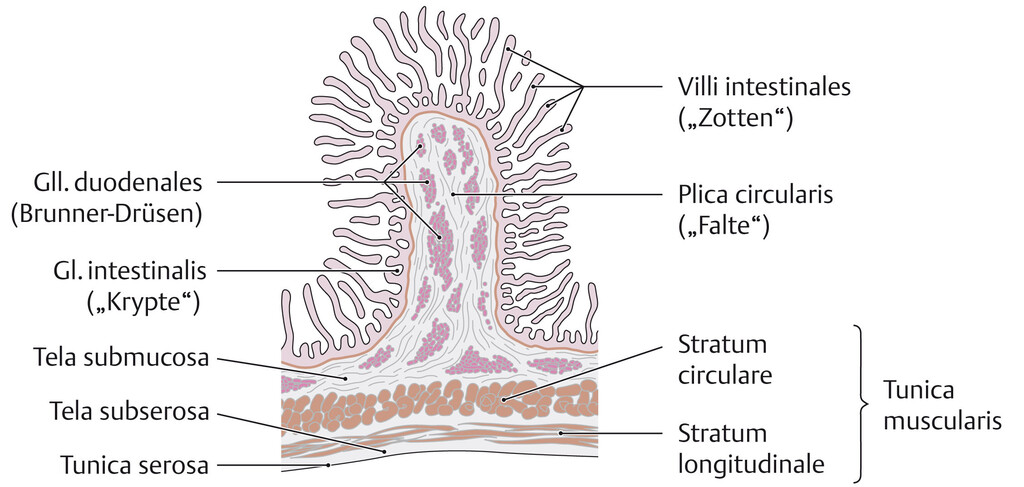Dünndarm (Anatomie) eRef, Thieme