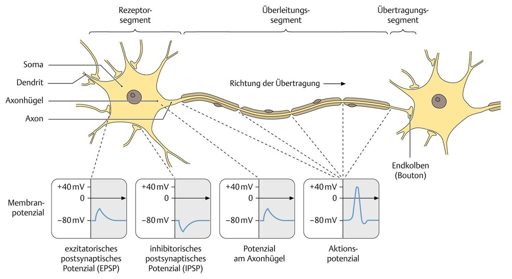 Gehirn (Anatomie) eRef, Thieme