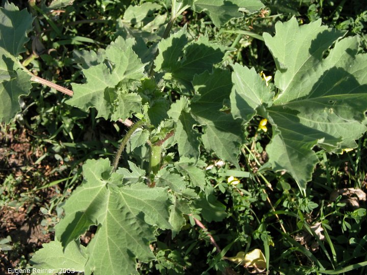 Shitweed=False ragweed (Cyclachaena xanthifolia)? or Giant ragweed