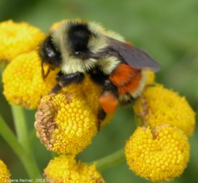 Orangebelted bumblebee (Bombus ternarius) on Common tansy (Tanacetum vulgare)
