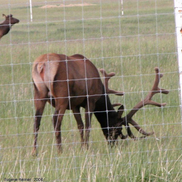 Elk (Cervus canadensis) on farm