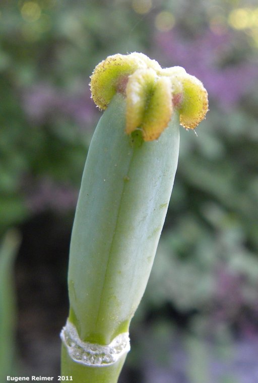pink Tulip (Tulipa sp) seedpod