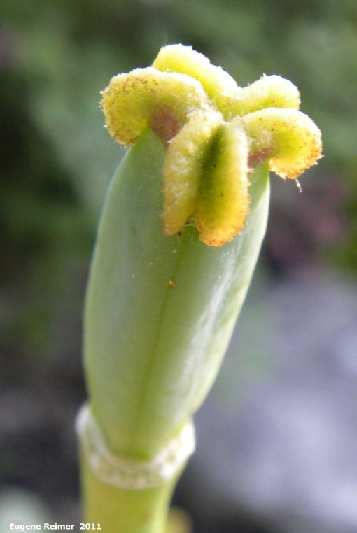 pink Tulip (Tulipa sp) seedpod
