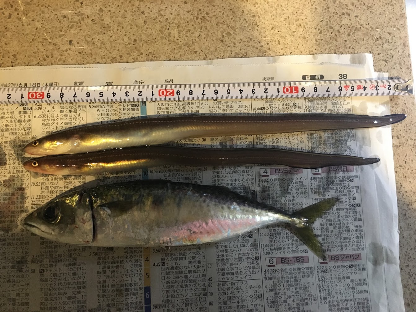 シーサイドコスモ連続釣行(15～17回目）
