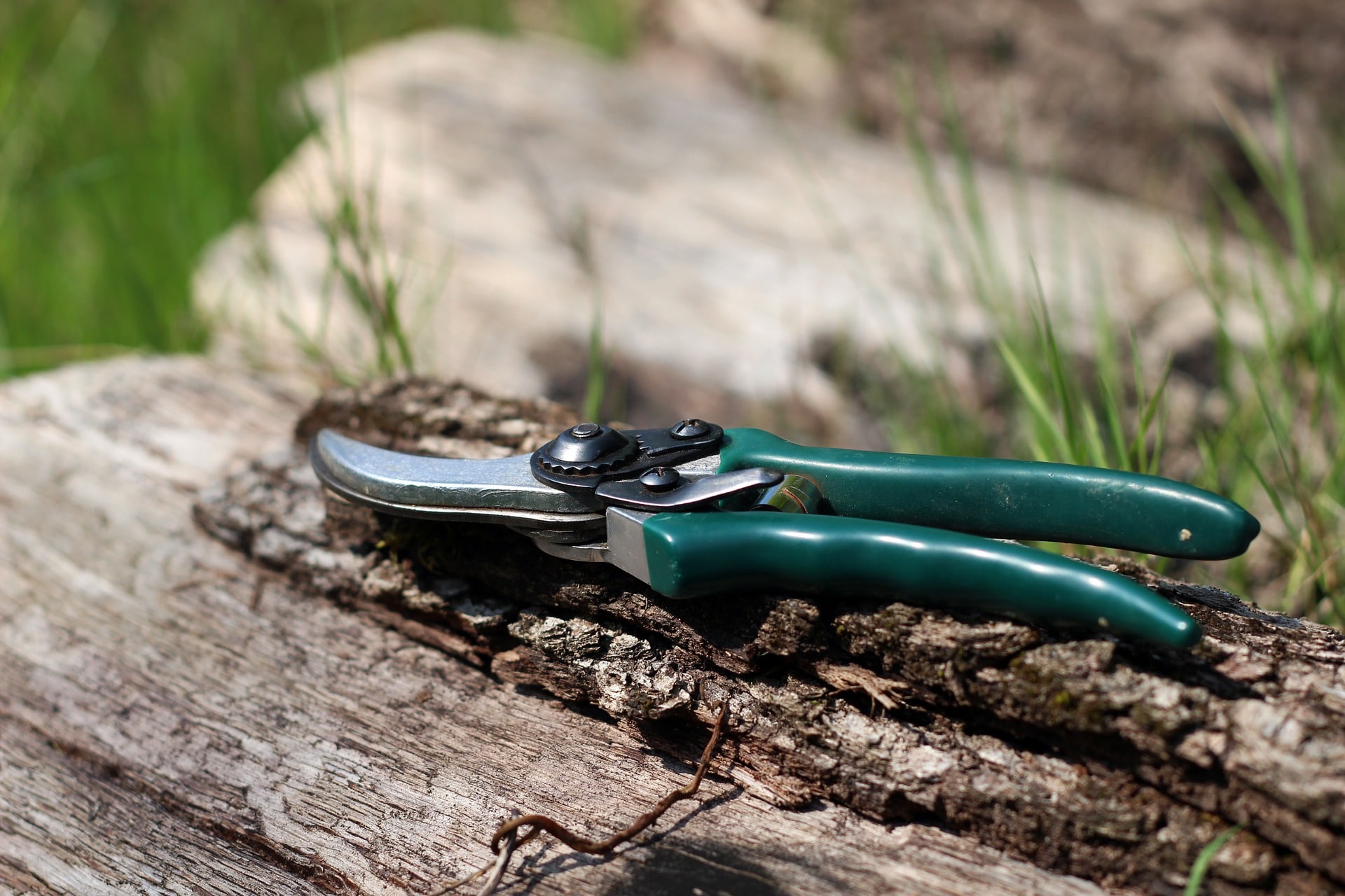 10 Best Ergonomic Gardening Shears Reviewed [Updated 2021]
