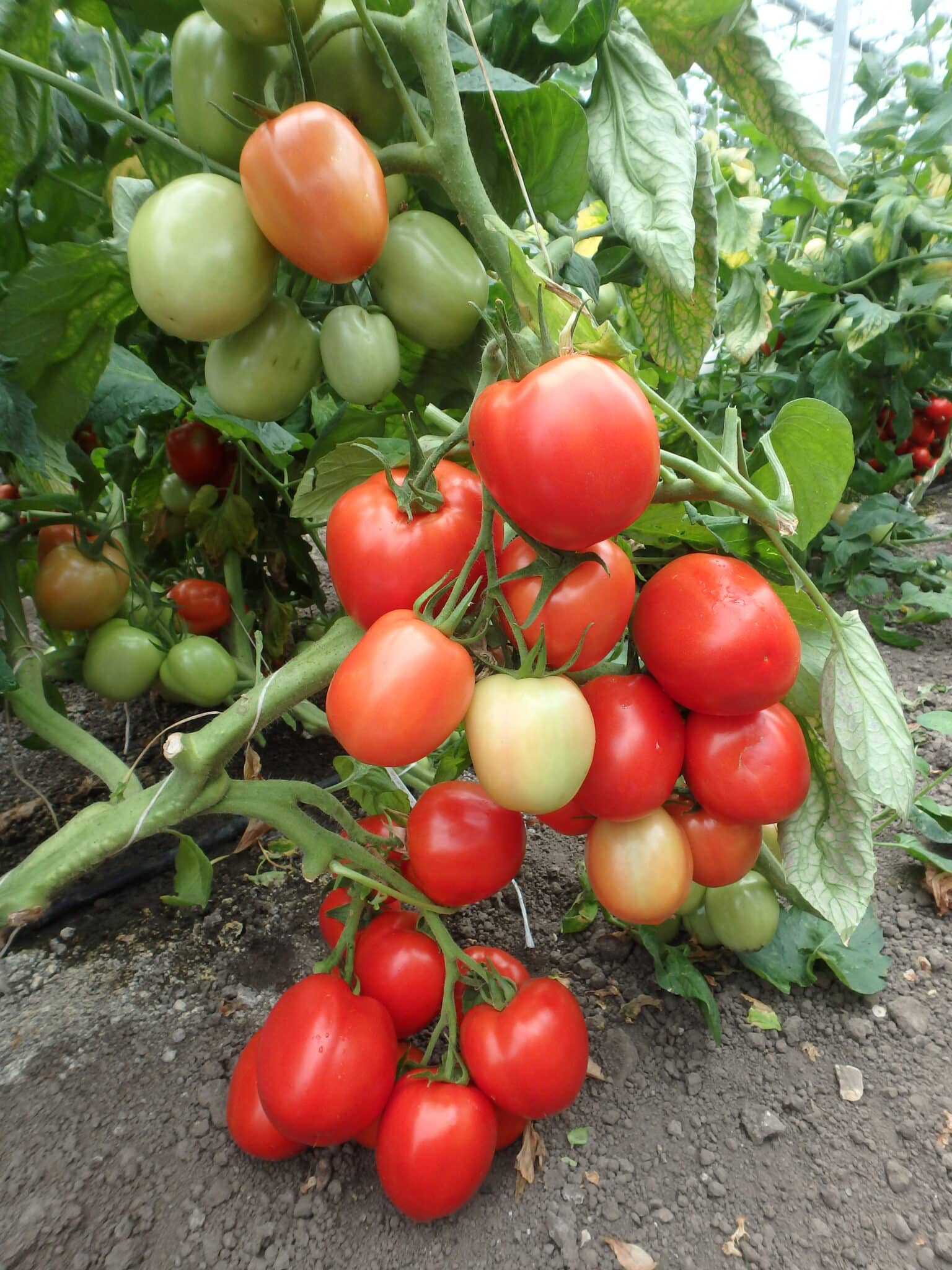 Determinate Ergon Seed