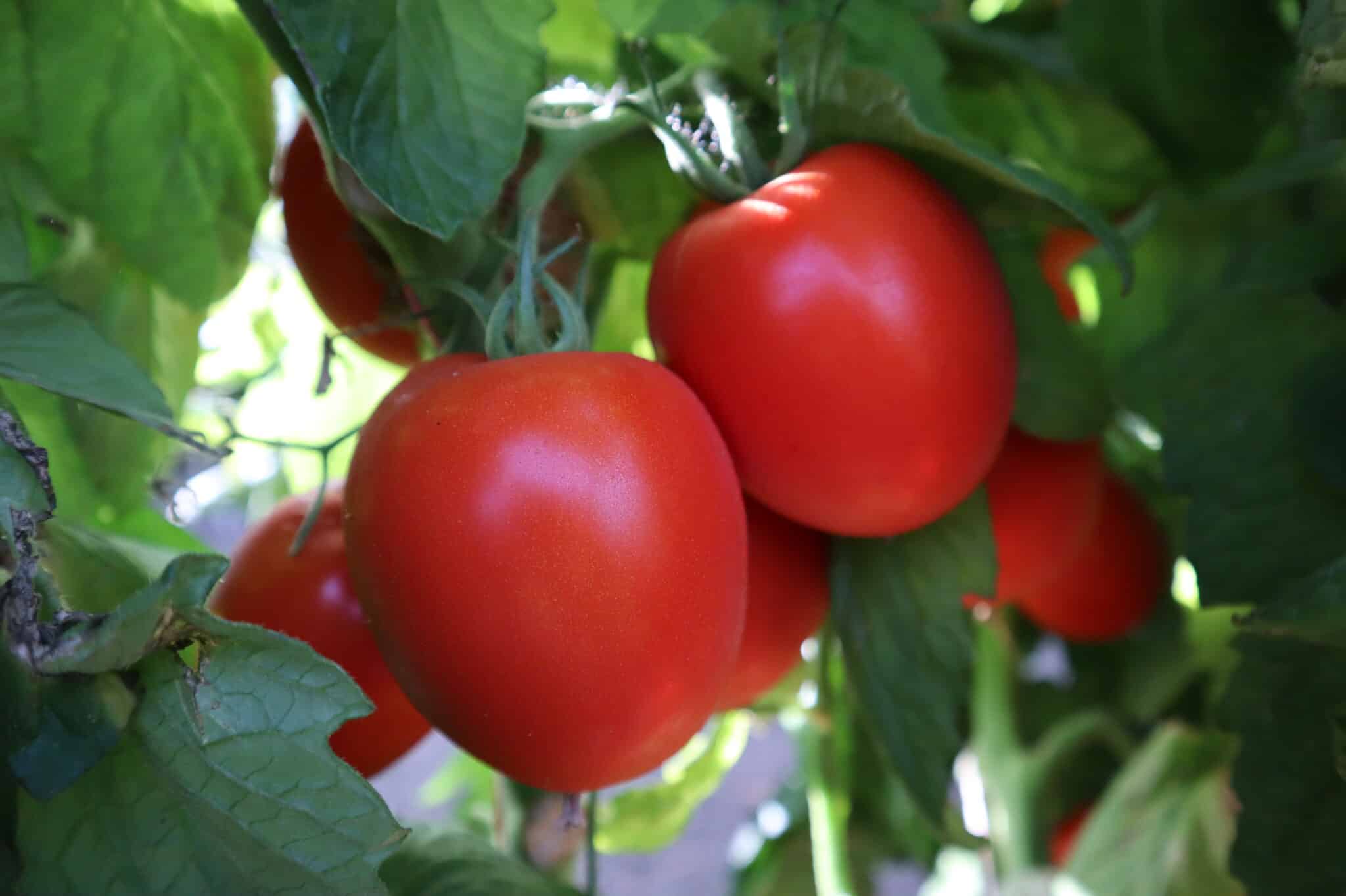 Determinate tomatoes Ergon Seed