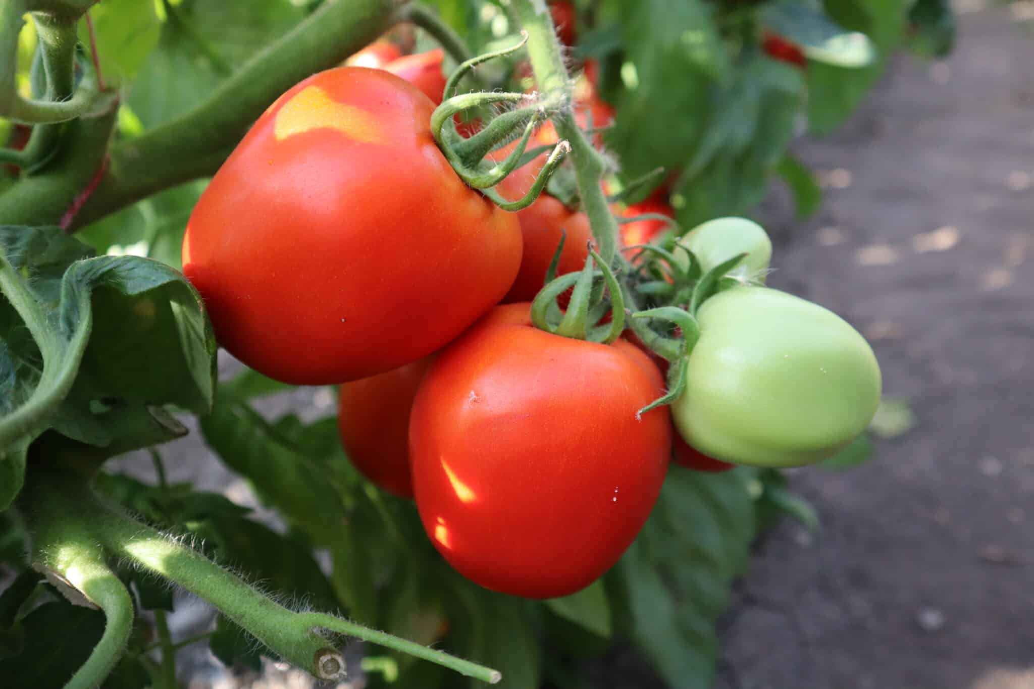 Determinate tomatoes Ergon Seed