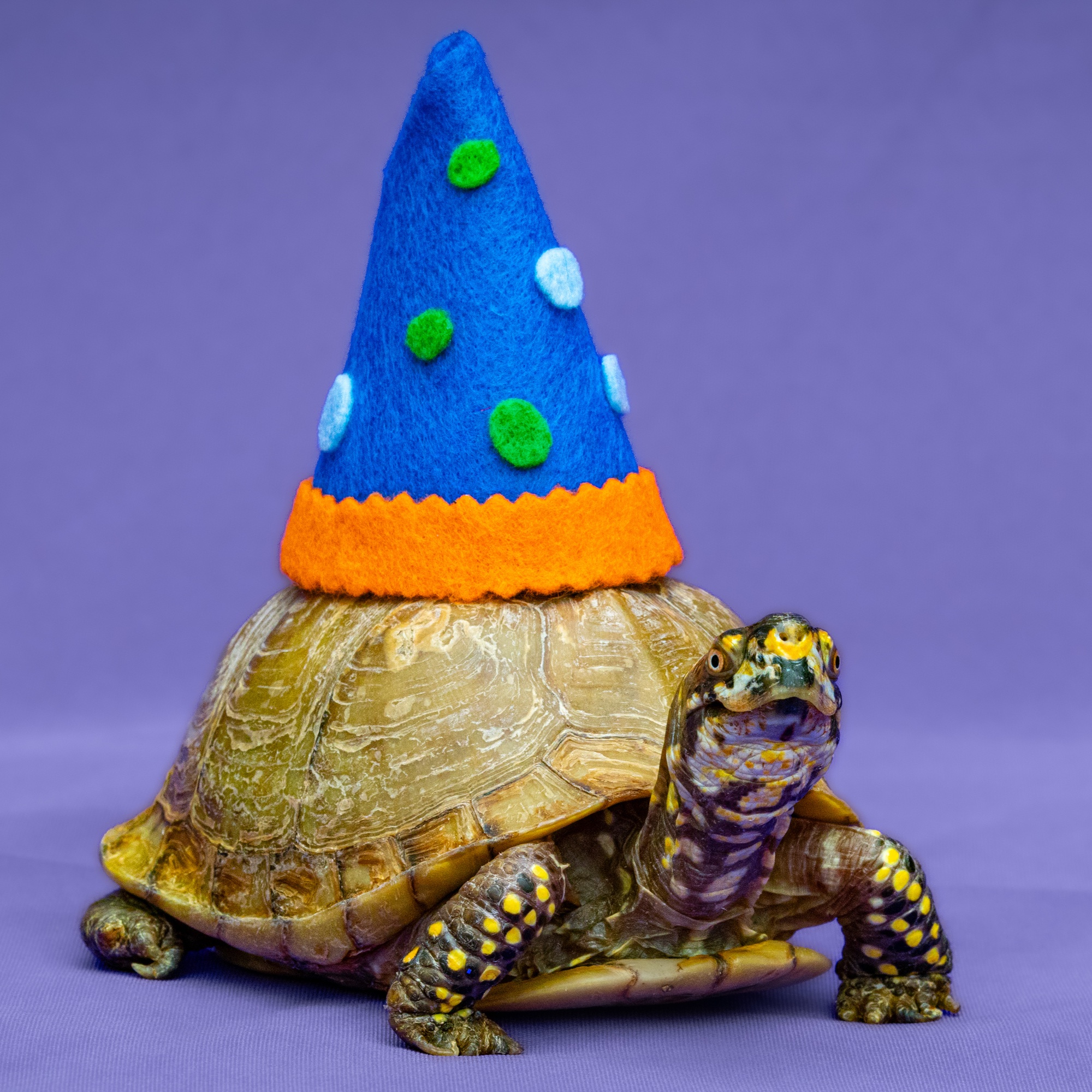 Picasso the Turtle Erica Carlson Children's Entertainment