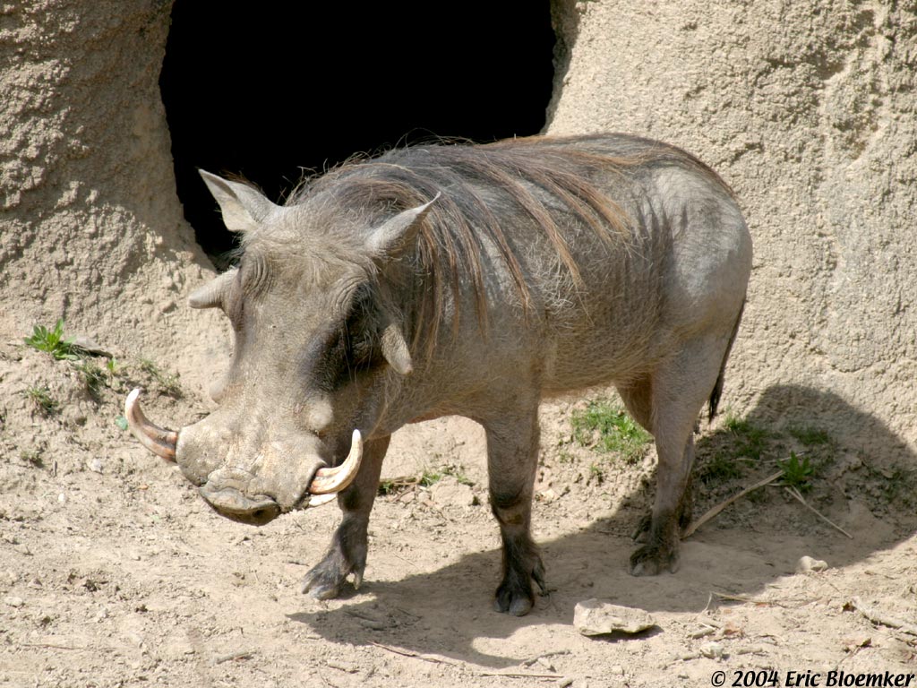 Saint Louis Zoo The River's Edge