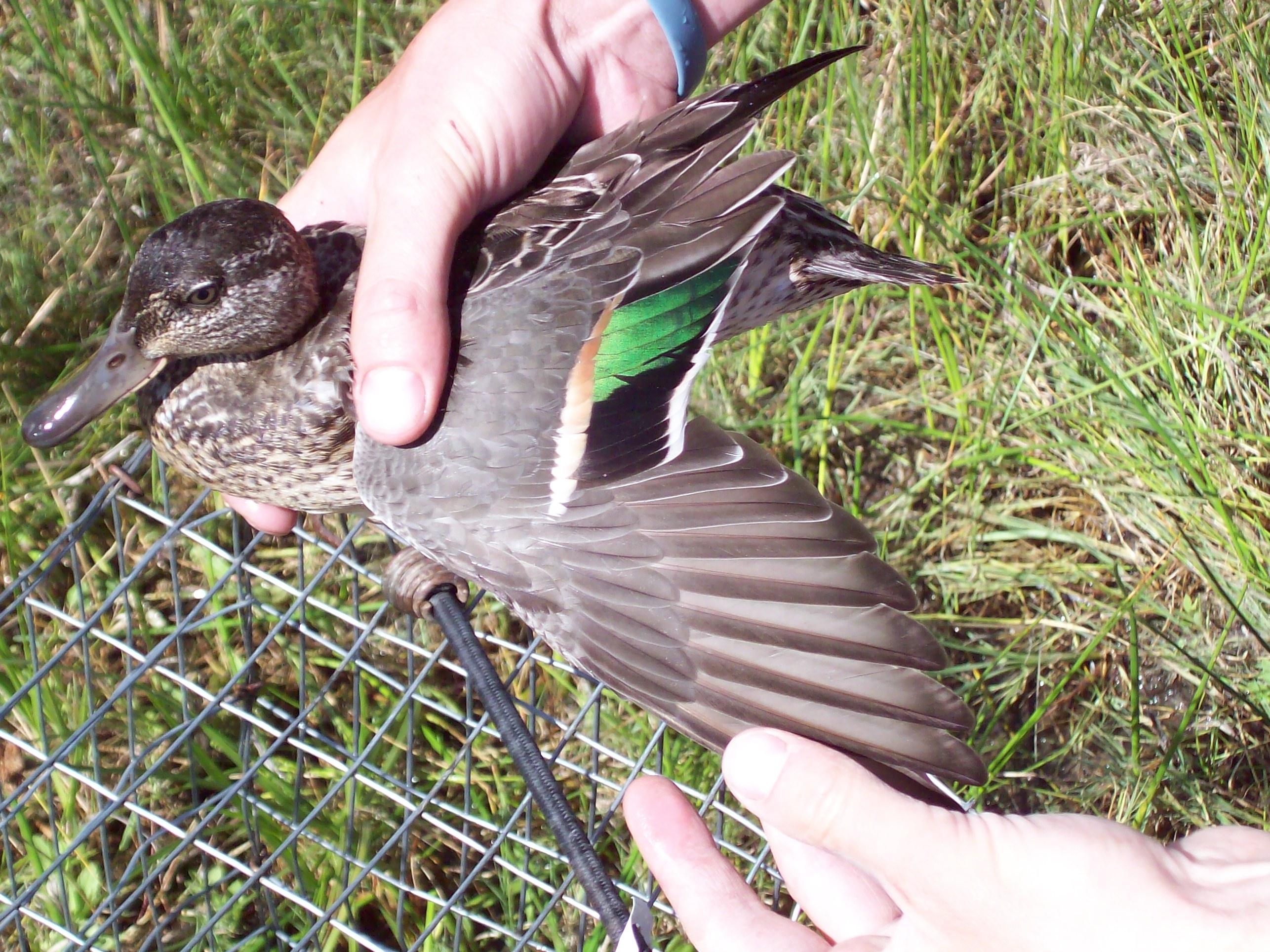 West River Waterfowl Surveys Eric Hanson